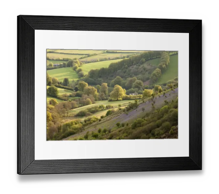 Framed Print : View of hillside with Bluebell (Endymion non-scriptus) flowering mass, growing on slope at dawn Framed Print : View of hillside with Bluebell (Endymion non-scriptus) flowering mass, growing on slope at dawn