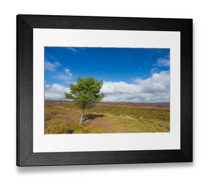 Framed Print : View of moorland habitat with flowering Common Heather (Calluna vulgaris) and isolated Scots Pine (Pinus sylvestris) Framed Print : View of moorland habitat with flowering Common Heather (Calluna vulgaris) and isolated Scots Pine (Pinus sylvestris)