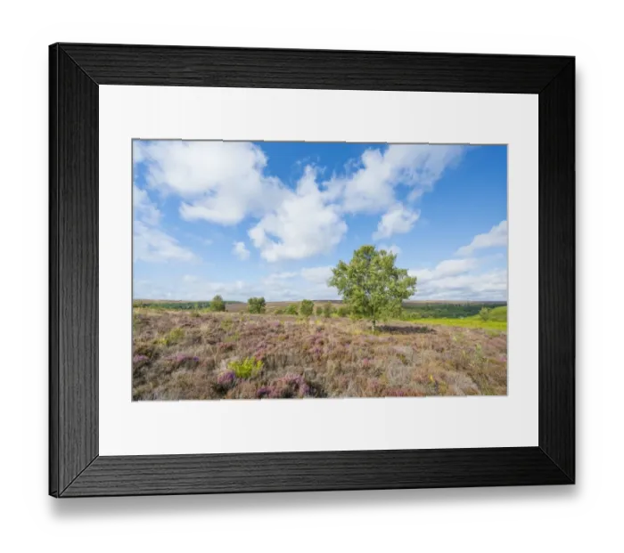 Framed Print : View of moorland habitat with flowering Common Heather (Calluna vulgaris) and isolated Silver Birch (Betula pendula) Framed Print : View of moorland habitat with flowering Common Heather (Calluna vulgaris) and isolated Silver Birch (Betula pendula)