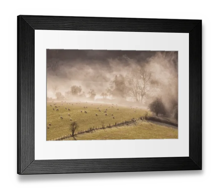 Framed Print : View of sheep flock grazing in pasture beside river, shrouded in mist at sunrise, Lower Wyndcliff, Chepstow, River Wye Framed Print : View of sheep flock grazing in pasture beside river, shrouded in mist at sunrise, Lower Wyndcliff, Chepstow, River Wye