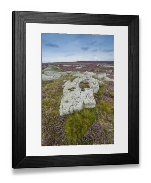 Framed Print : Limestone pavement amongst flowering Common Heather (Calluna vulgaris) on moorland habitat, North York Moors N. P Framed Print : Limestone pavement amongst flowering Common Heather (Calluna vulgaris) on moorland habitat, North York Moors N. P