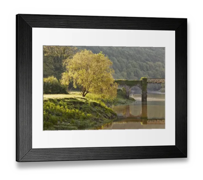 Framed Print : View of tree on riverbank near footbridge, Old Tramway Bridge, River Wye, Tintern, Wye Valley, Monmouthshire, Wales Framed Print : View of tree on riverbank near footbridge, Old Tramway Bridge, River Wye, Tintern, Wye Valley, Monmouthshire, Wales