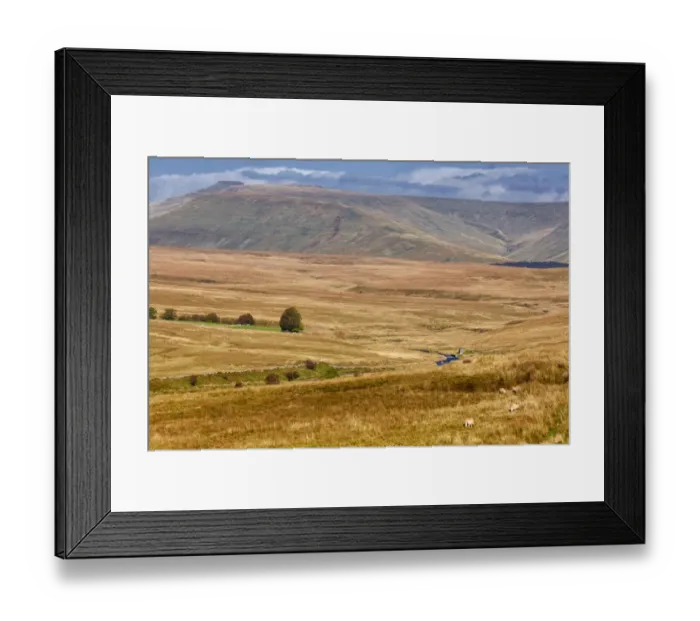 Framed Print : View of sheep grazing and stream in upland habitat, Penyfan in distance, Brecon Beacons N. P. Powys, Wales, October