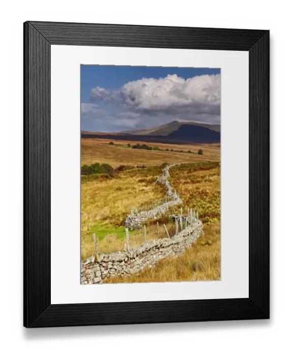 Framed Print : View of wire topped drystone wall in upland habitat, Penyfan in distance, Brecon Beacons N. P. Powys, Wales, October Framed Print : View of wire topped drystone wall in upland habitat, Penyfan in distance, Brecon Beacons N. P. Powys, Wales, October