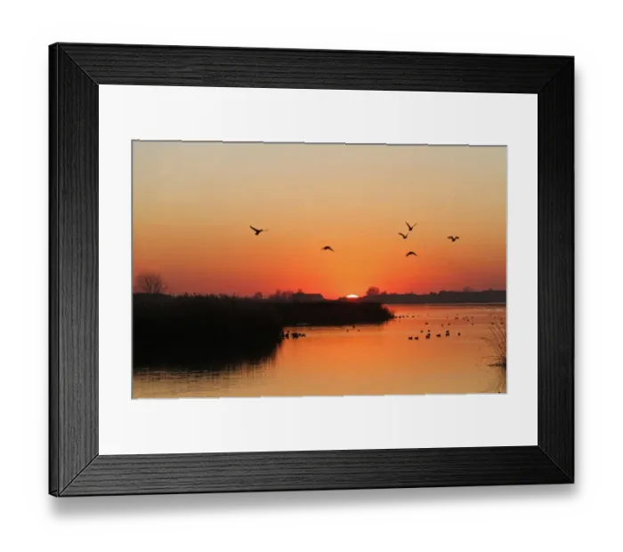 Framed Print : View of wetland habitat with ducks in flight at sunset, Estany d ivars i Vila-sana, Lleida Province, Catalonia, Spain Framed Print : View of wetland habitat with ducks in flight at sunset, Estany d ivars i Vila-sana, Lleida Province, Catalonia, Spain