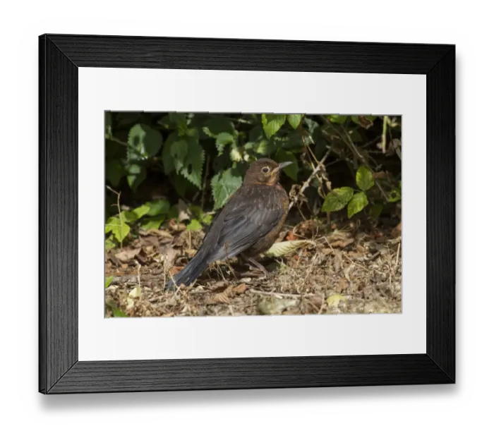 Framed Print : Juvenile Blackbird Framed Print : Juvenile Blackbird