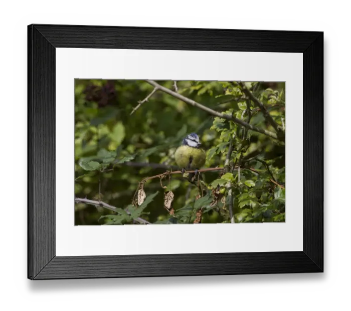 Framed Print : Blue tit in hawthorn hedge showing how well their bright colour match the green vegitation Framed Print : Blue tit in hawthorn hedge showing how well their bright colour match the green vegitation