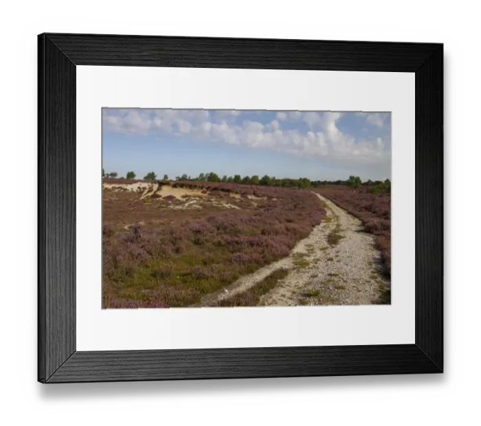 Framed Print : Flowering Heather on Westleton Heath part of the Sandlings Heath Suffolk Framed Print : Flowering Heather on Westleton Heath part of the Sandlings Heath Suffolk