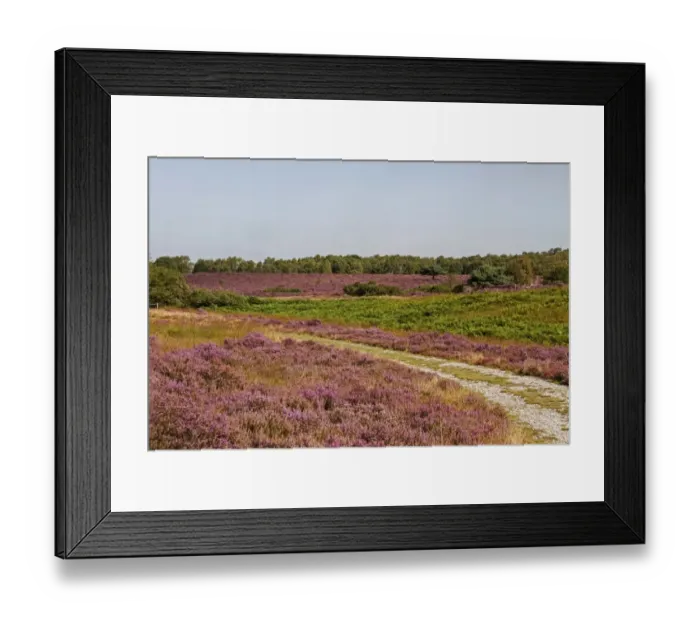 Framed Print : Looking over Westleton heath, flowering Heather and bracken, August. Part of the Sandlings Heath Framed Print : Looking over Westleton heath, flowering Heather and bracken, August. Part of the Sandlings Heath