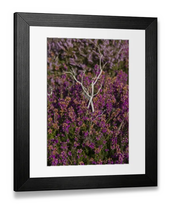 Framed Print : Bell Heather growing on the Sandlings Heath near Westleton Suffolk Framed Print : Bell Heather growing on the Sandlings Heath near Westleton Suffolk
