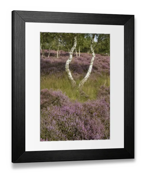 Framed Print : Flowering Heather and Silver Birch growing in the Sandlings Heath near Westleton Suffolk
