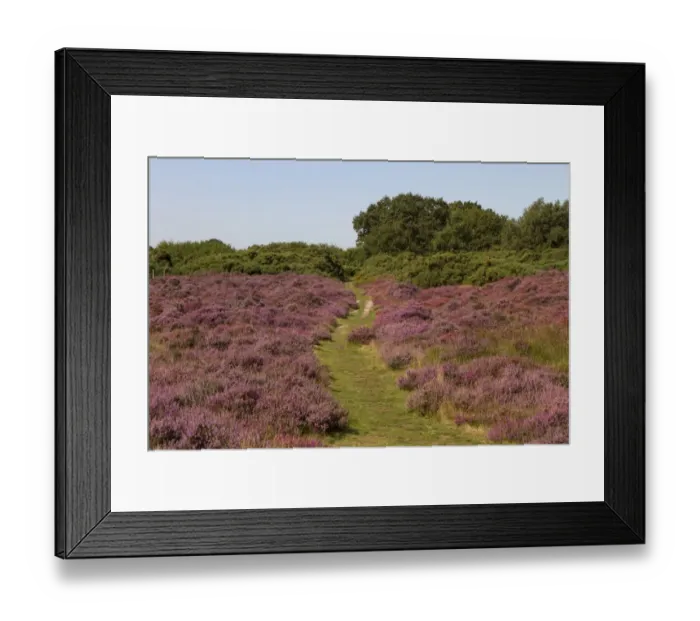Framed Print : Flowering Heather on Westleton Heath part of the Sandlings Heath Suffolk