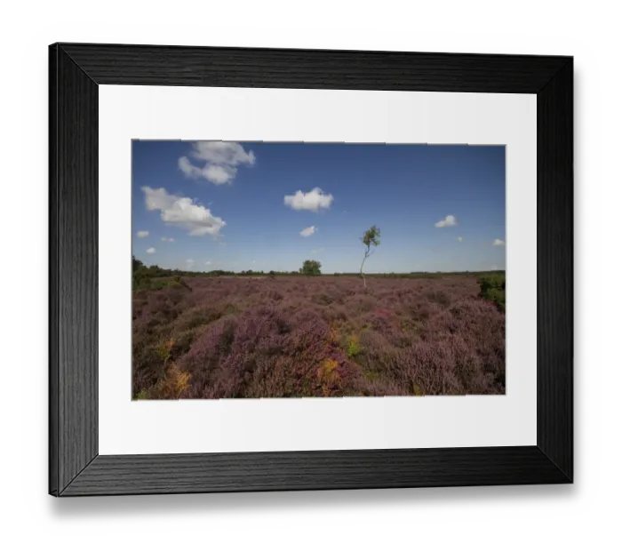 Framed Print : Flowering Heather and Silver Birch growing in the Sandlings Heath near Westleton Suffolk Framed Print : Flowering Heather and Silver Birch growing in the Sandlings Heath near Westleton Suffolk
