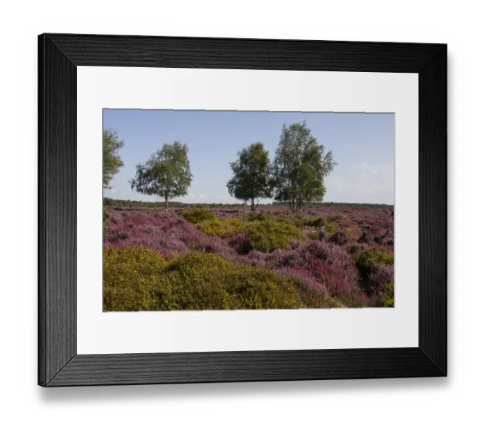 Framed Print : Gorse, Heather and Silver Birch on the Sandlings Heath, near Westleton Suffolk