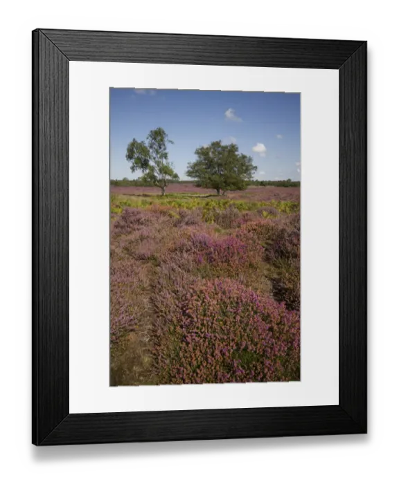 Framed Print : Heather, Bracken and Silver Birch on the Sandling heath near Westleton Suffolk