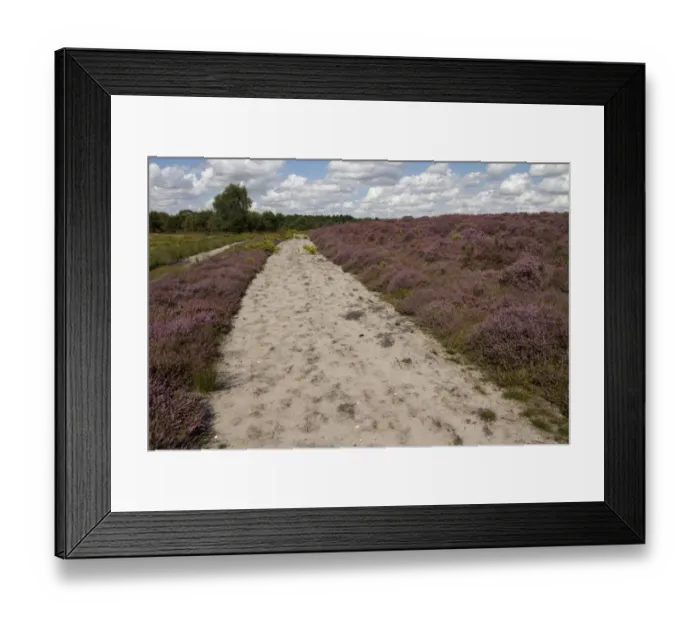 Framed Print : A fire break through heather heath land on the Sandlings Heath, near Westleton Suffolk Framed Print : A fire break through heather heath land on the Sandlings Heath, near Westleton Suffolk