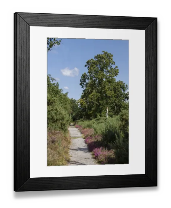 Framed Print : A footpath on Westleton Heath with Heather and Sweet Chestnut tree