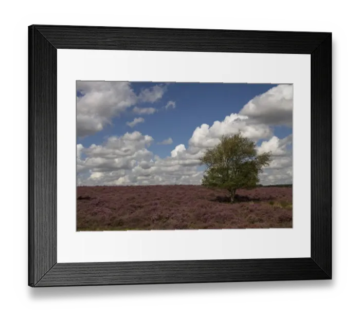 Framed Print : Heather heathland and Silver Birch on the Sandlings heath Suffolk Framed Print : Heather heathland and Silver Birch on the Sandlings heath Suffolk