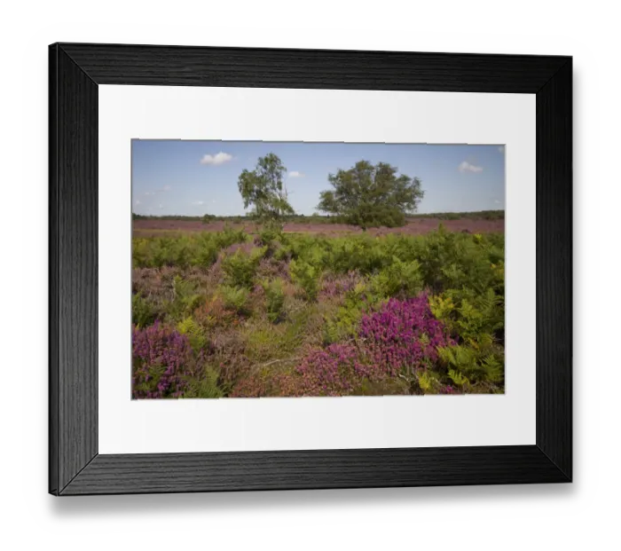 Framed Print : Heather and Bell Heather with Bracken and Silver Birch on the Sandlings Heath, Near Westleton Suffolk Framed Print : Heather and Bell Heather with Bracken and Silver Birch on the Sandlings Heath, Near Westleton Suffolk