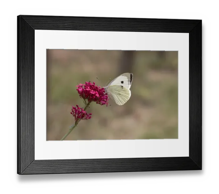 Framed Print : Large White Butterfly on red valerian