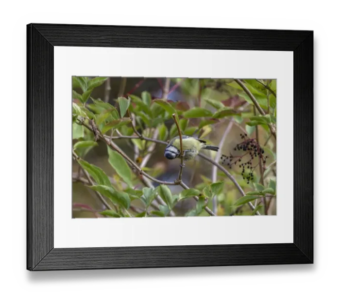 Framed Print : Blue tit preening