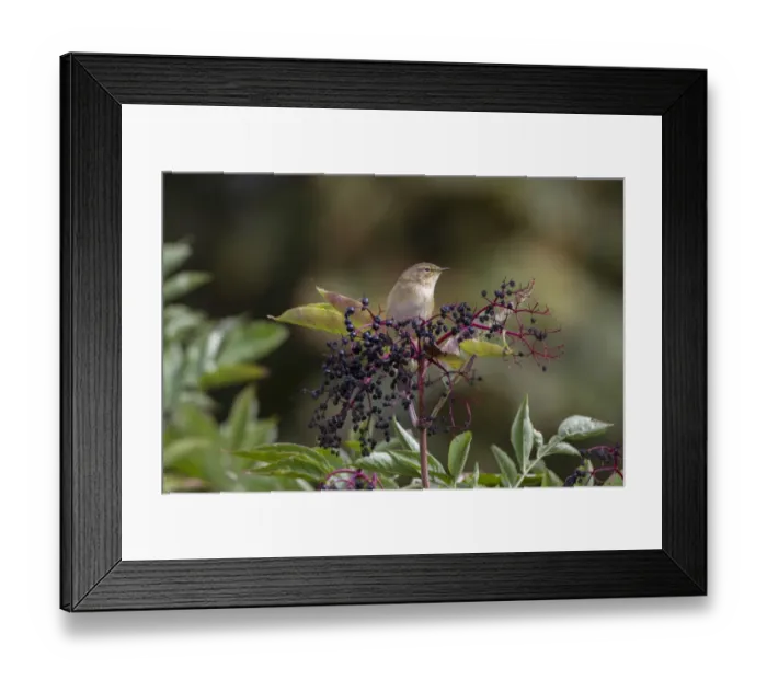 Framed Print : Chiffchaff on Elderberries Framed Print : Chiffchaff on Elderberries