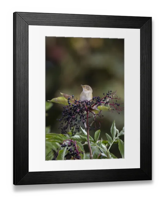 Framed Print : Chiffchaff on Elderberries singing Framed Print : Chiffchaff on Elderberries singing
