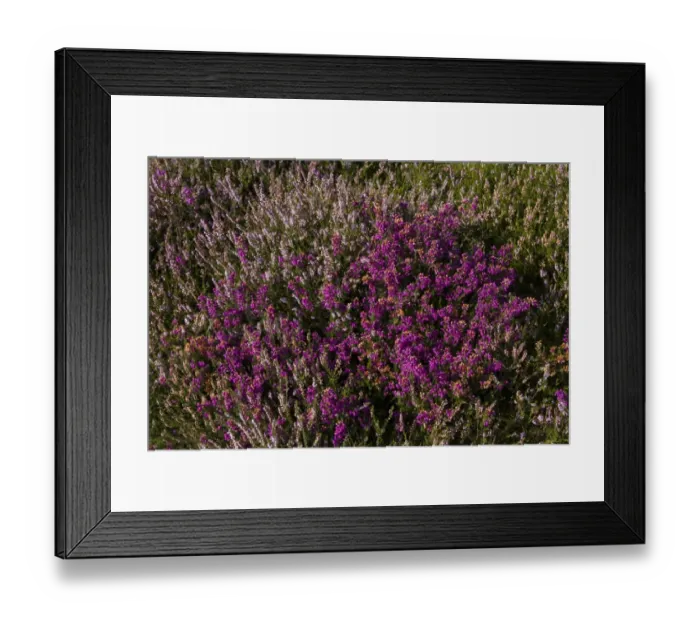 Framed Print : A mix of Heather and Bell Heather Framed Print : A mix of Heather and Bell Heather