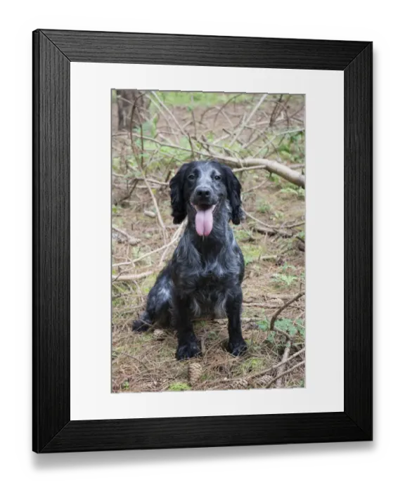 Framed Print : Working Cocker Spaniel sitting, 3 year old bitch, blue roan. In Pine woodland Framed Print : Working Cocker Spaniel sitting, 3 year old bitch, blue roan. In Pine woodland