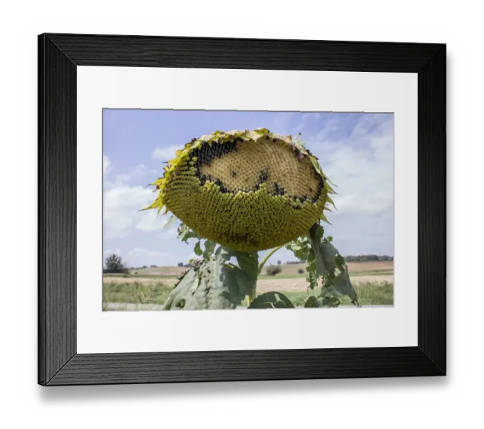 Framed Print : Over ripe sun flower losing its seeds Framed Print : Over ripe sun flower losing its seeds
