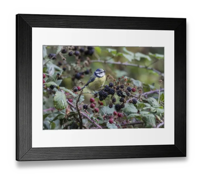 Framed Print : Blue Tit feeding on blackberries Framed Print : Blue Tit feeding on blackberries
