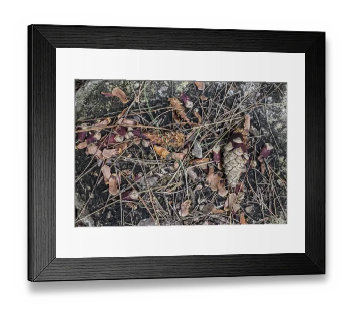 Framed Print : Pine cone remains after Grey Squirrel has eats the nuts Framed Print : Pine cone remains after Grey Squirrel has eats the nuts