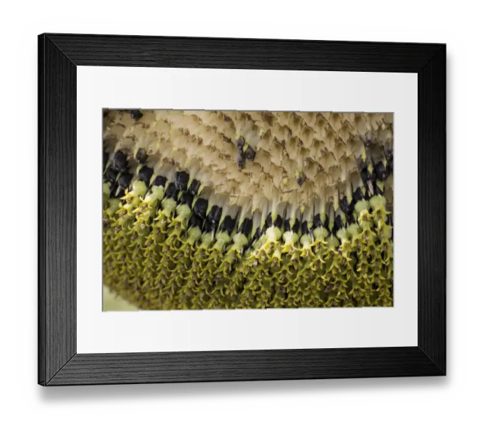 Framed Print : Over ripe sun flower losing its seeds