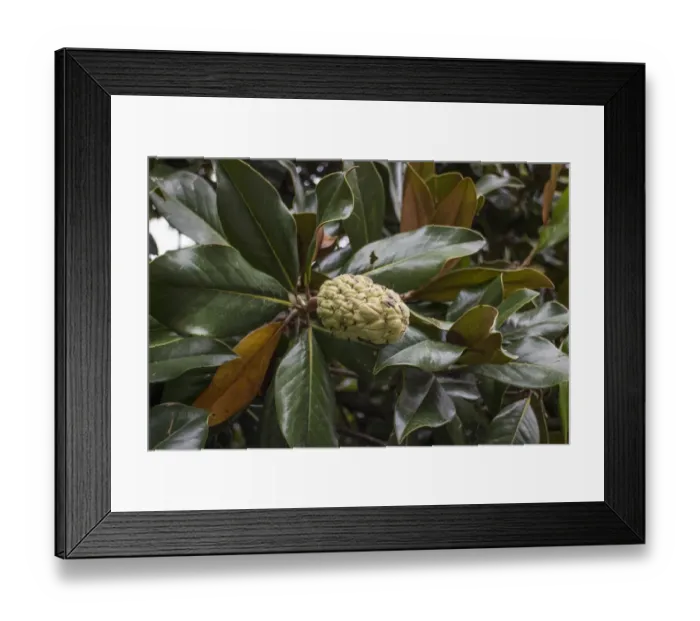 Framed Print : Evergreen or southern Magnolia leaf and fruit Framed Print : Evergreen or southern Magnolia leaf and fruit