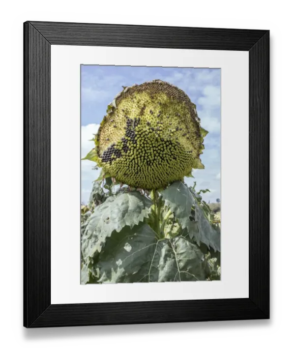 Framed Print : Over ripe sun flower losing its seeds Framed Print : Over ripe sun flower losing its seeds