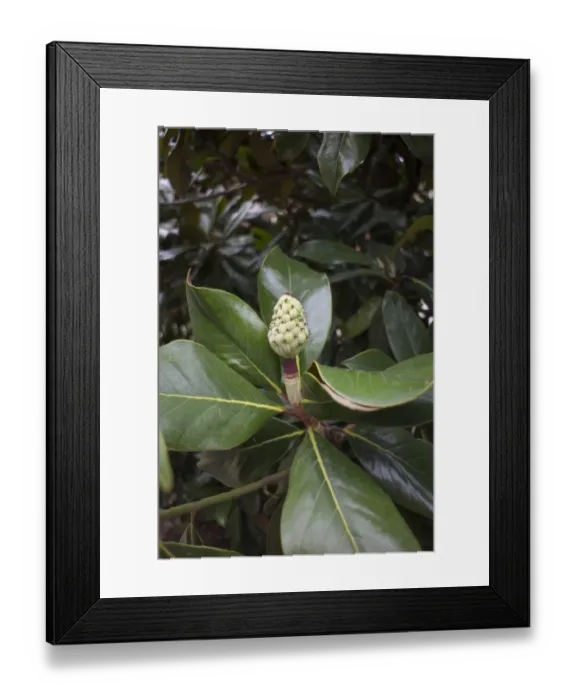 Framed Print : Evergreen or southern Magnolia leaf and young fruit Framed Print : Evergreen or southern Magnolia leaf and young fruit