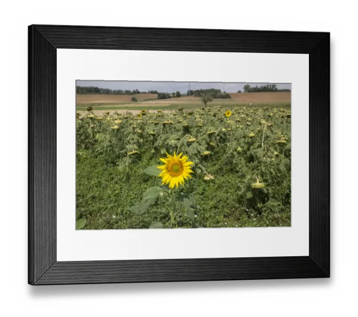 Framed Print : Downward facing over ripe sunflowers heads, together with two fresh flowers. In Italian farm field
