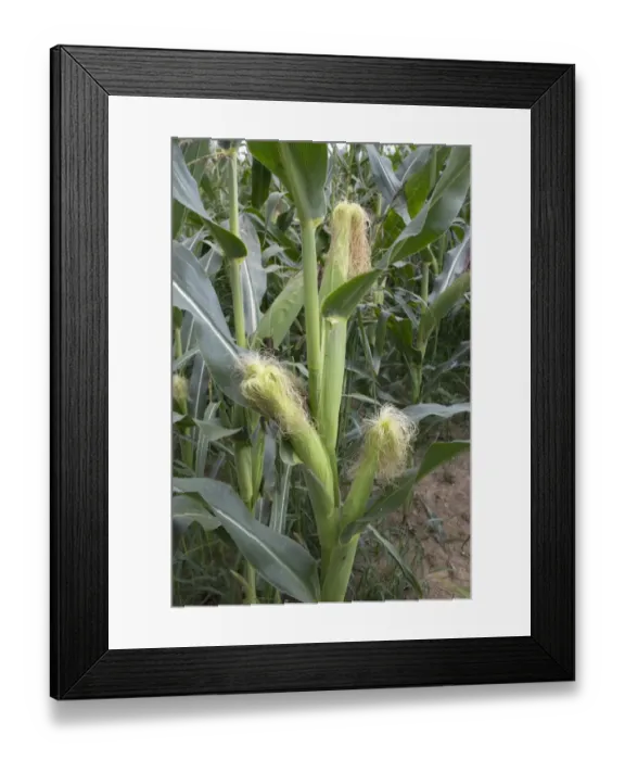 Framed Print : Young maize cobs Framed Print : Young maize cobs