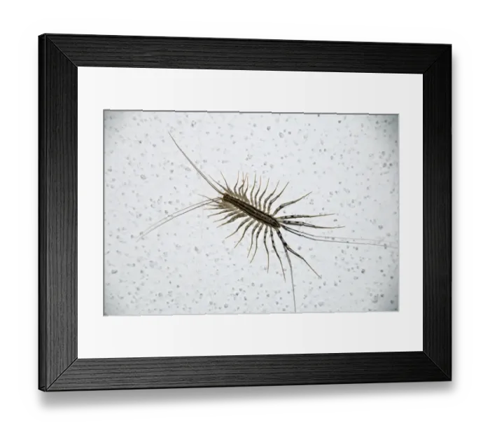Framed Print : House Centipede, Scutigera coleoptrata, Italy Framed Print : House Centipede, Scutigera coleoptrata, Italy