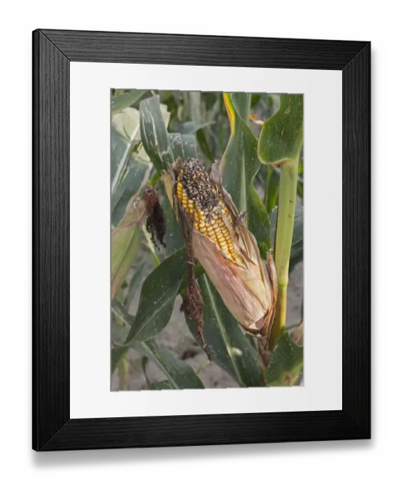 Framed Print : Exposed mature cob of maize Framed Print : Exposed mature cob of maize