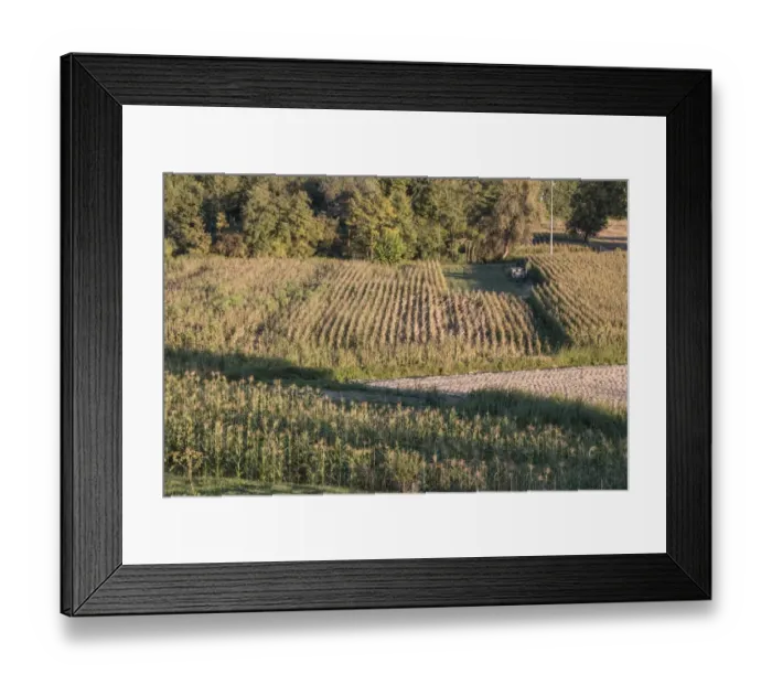 Framed Print : Small fields of maize being grown as animal feed in Northern Italy Framed Print : Small fields of maize being grown as animal feed in Northern Italy