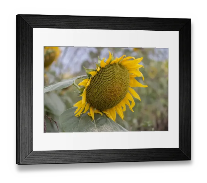 Framed Print : Ripening sunflower seeds in flower head Framed Print : Ripening sunflower seeds in flower head