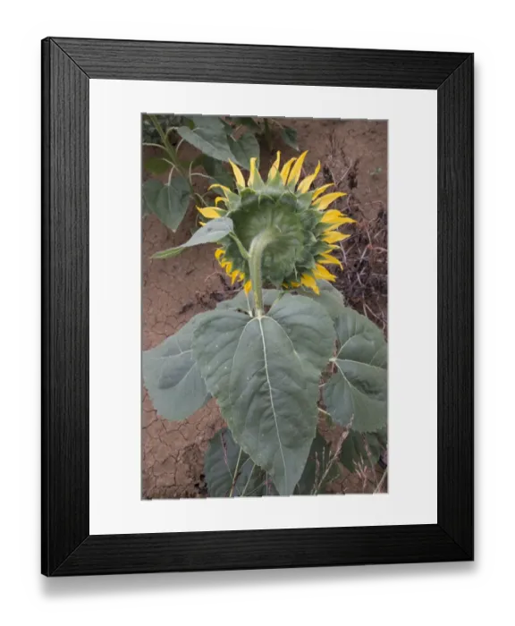 Framed Print : Back of flowering sun flower head Framed Print : Back of flowering sun flower head