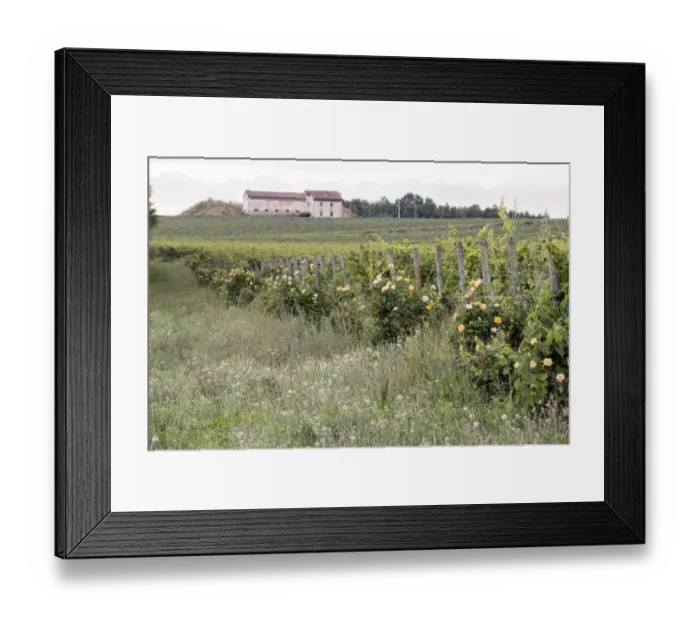 Framed Print : Rose hedges are planted as an early warning of mildew which is a fungal disease which effects grapevines Framed Print : Rose hedges are planted as an early warning of mildew which is a fungal disease which effects grapevines