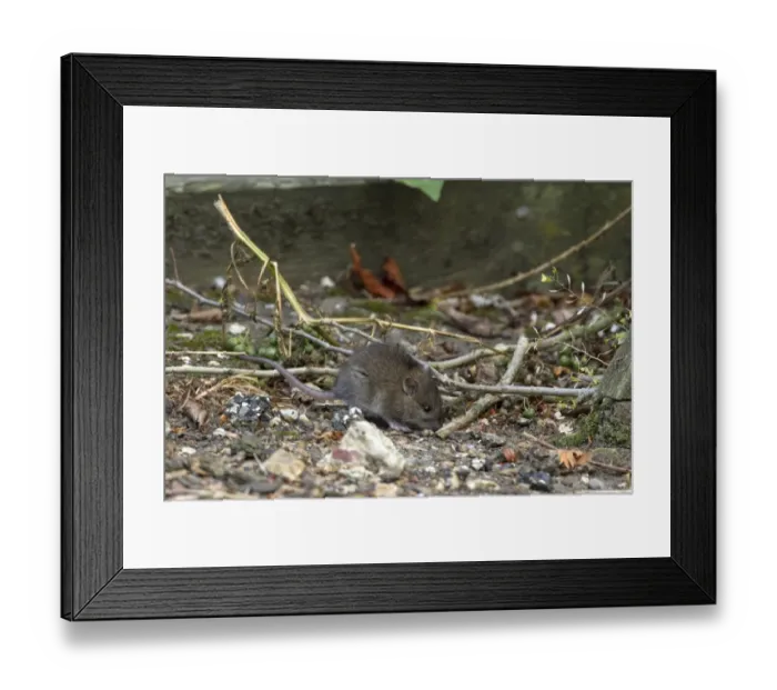 Framed Print : A young Brown Rat about 14 days old Framed Print : A young Brown Rat about 14 days old