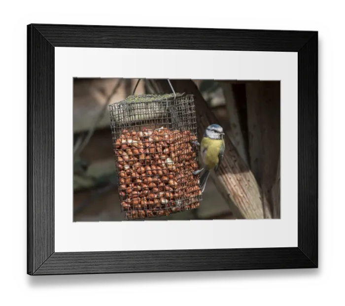 Framed Print : Blue tit on peanut basket Framed Print : Blue tit on peanut basket