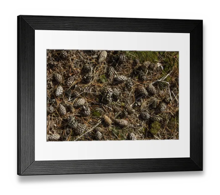 Framed Print : Mature cones from Scots Pine trees, Pinus sylvestris Framed Print : Mature cones from Scots Pine trees, Pinus sylvestris
