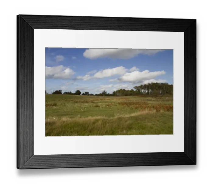Framed Print : Aldringham walks conservation area, part of the Suffolk Sandlings managed by the RSPB Framed Print : Aldringham walks conservation area, part of the Suffolk Sandlings managed by the RSPB