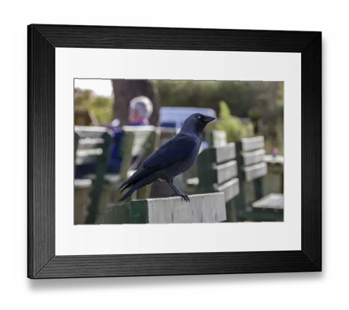 Framed Print : Jackdaw on a park bench Framed Print : Jackdaw on a park bench
