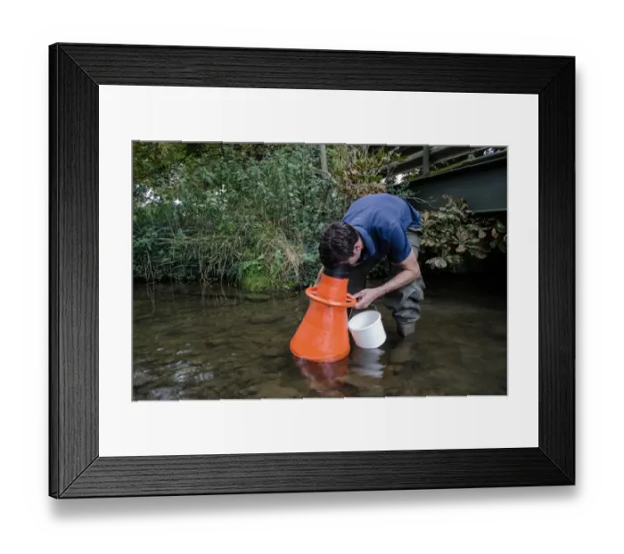 Framed Print : Man searching for Atlantic Stream Crayfish (Austropotamobius pallipes) under licence, using viewing bucket Framed Print : Man searching for Atlantic Stream Crayfish (Austropotamobius pallipes) under licence, using viewing bucket